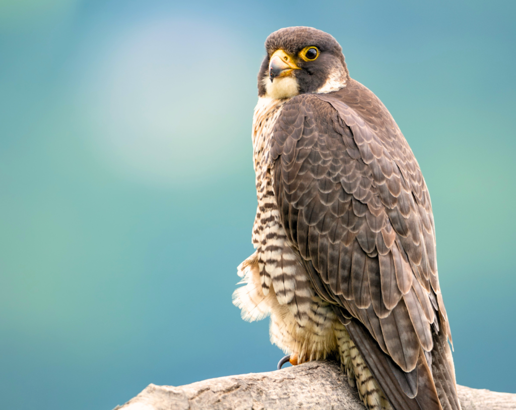 Halcón de Eleanora, fauna del Serra Gelada